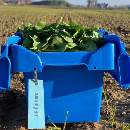 Photo de: Jeune Pousse d'Epinard