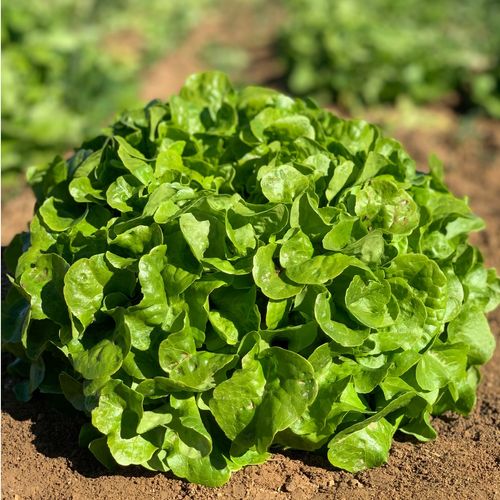 Photo de: Salade Feuille de Chêne blonde