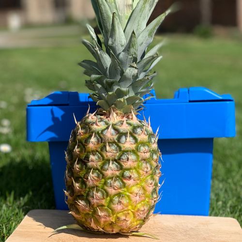 Photo de: Ananas