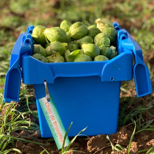 Photo de: Chou de Bruxelles