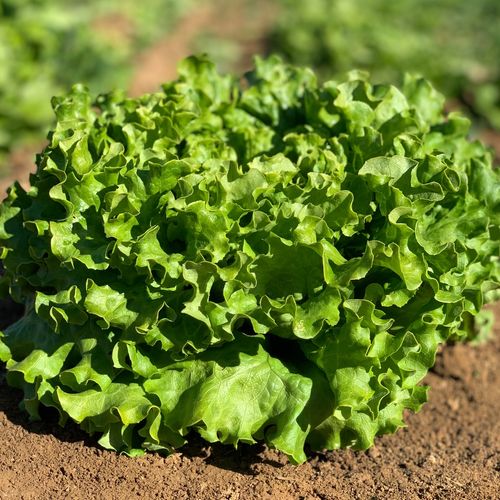 Photo de: Salade Batavia