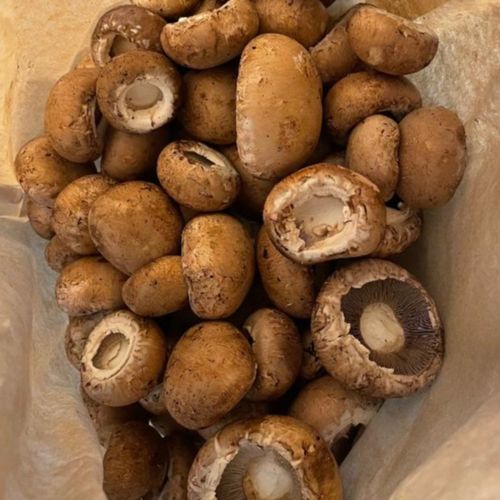 Photo de: Champignon sans pied "Promo"