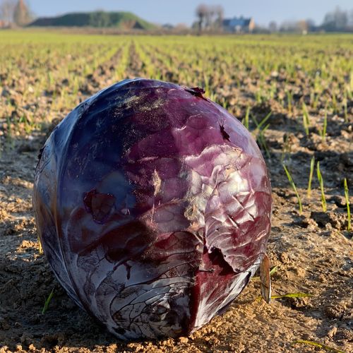 Photo de: Chou Rouge