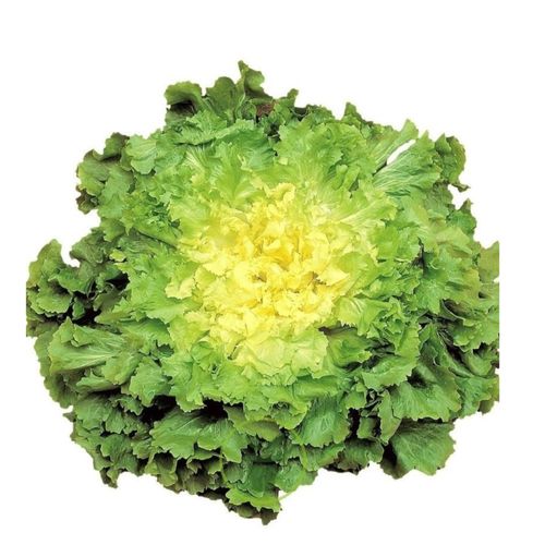 Photo de: Scarole d'Hiver