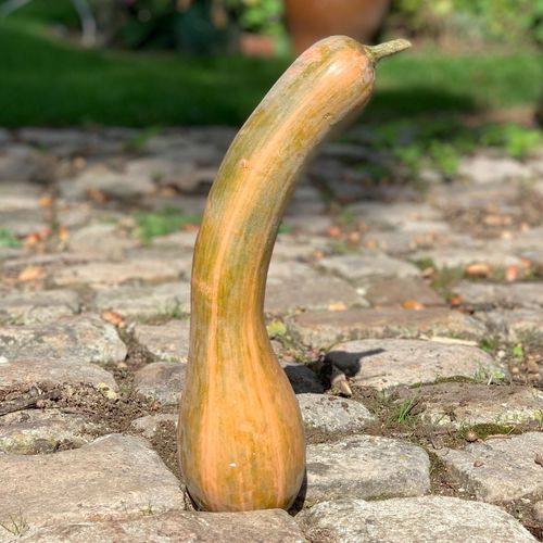 Photo de: Courge Longue de Nice