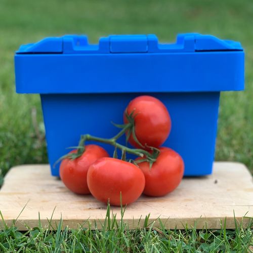 Photo de: Tomate Grappe