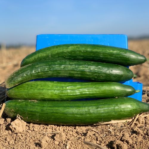 Photo de: Concombre Long