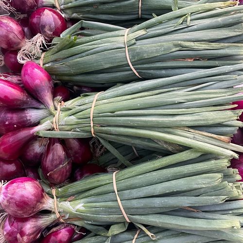 Photo de: Oignon grelot rouge