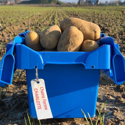 Photo de: Pomme de Terre Polyvalente