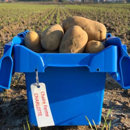 Photo de: Pomme de Terre Polyvalente 50+