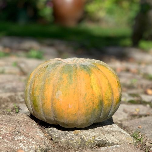 Photo de: Courge Musqué Provence