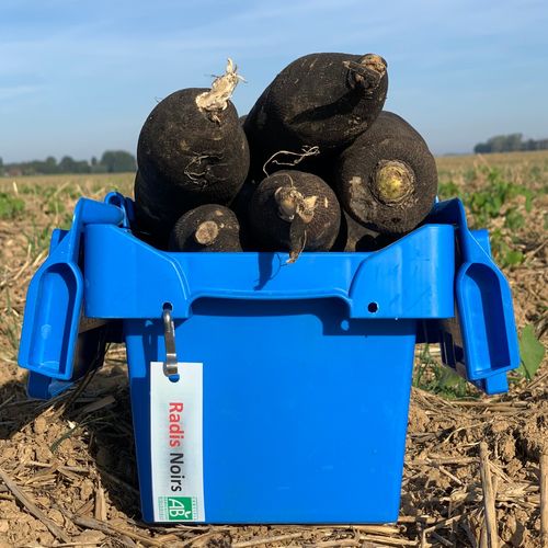 Photo de: Radis Noir Bio