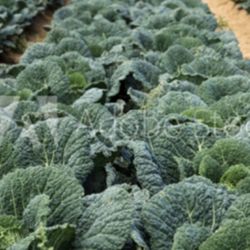 Image de Ferme de l'Epinion