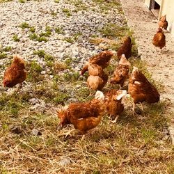 Image de Poulailler Clarisse