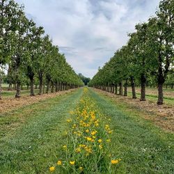 Image de Les Vergers du Santerre